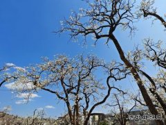 ��һ�����滨�Ĵ�Լ